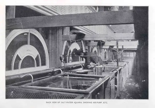 Back View of Salt-Water Aquaria