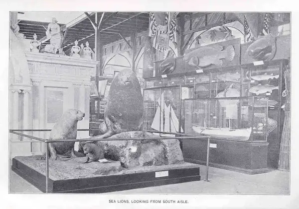Sea Lions, Looking from South Aisle