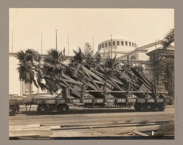 Palm trees being delivered on railroad flat cars for the Panama-Pacific International Exposition, San Francisco, California